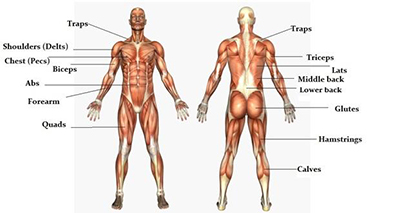  دردهای توانبخشی درعضلانی عضلات بدن