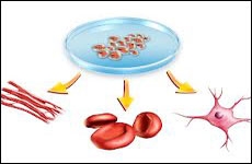 تولید موفقیت آمیز شبکه رگهای خونی از سلول های بنیادین